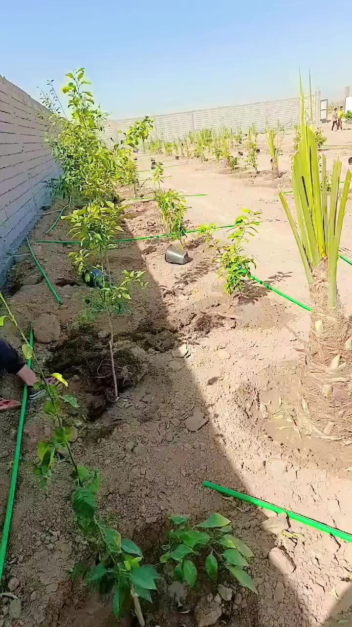 يا الله تم تجهيز مزرعة كاملة بجود انواع نخيل من البرحي والبريم والمكتوم وال عمراني وغيره من الاصناف جيدة والحمضيات جيدة 
مستعدون تجهيز اي مزرعة واي ارض تحتاج تشجير
الاستفسار
***********
او مراسلة صفحة
