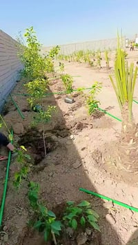 يا الله تم تجهيز مزرعة كاملة بجود انواع نخيل من البرحي والبريم والمكتو...