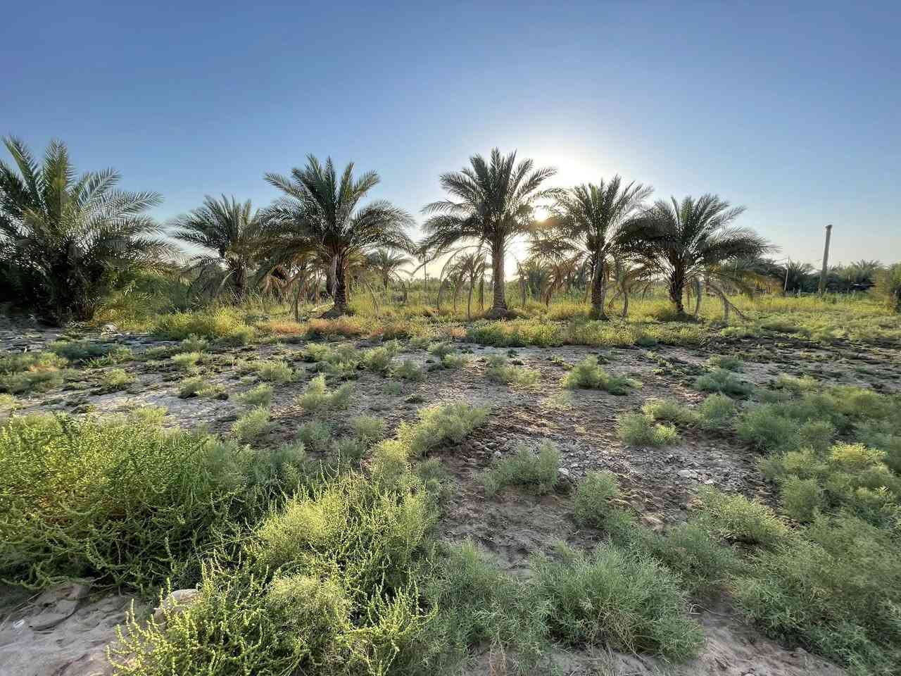 5دونم طابو زراعي سند 25سند منفرد تحويل بسم المشتري   معه كافت الخدمات ماء كهرباء تبليط مدارس مستوصف كربلاء المقدسة منطقه الدويهيه قرب المعهد الفني  طريق كربلاء حله تبعد عن مركز المدينة 15كيلو اي استفسار اتصال عله رقم الهاتف***********,,***********//سعر دونم 65مليون
