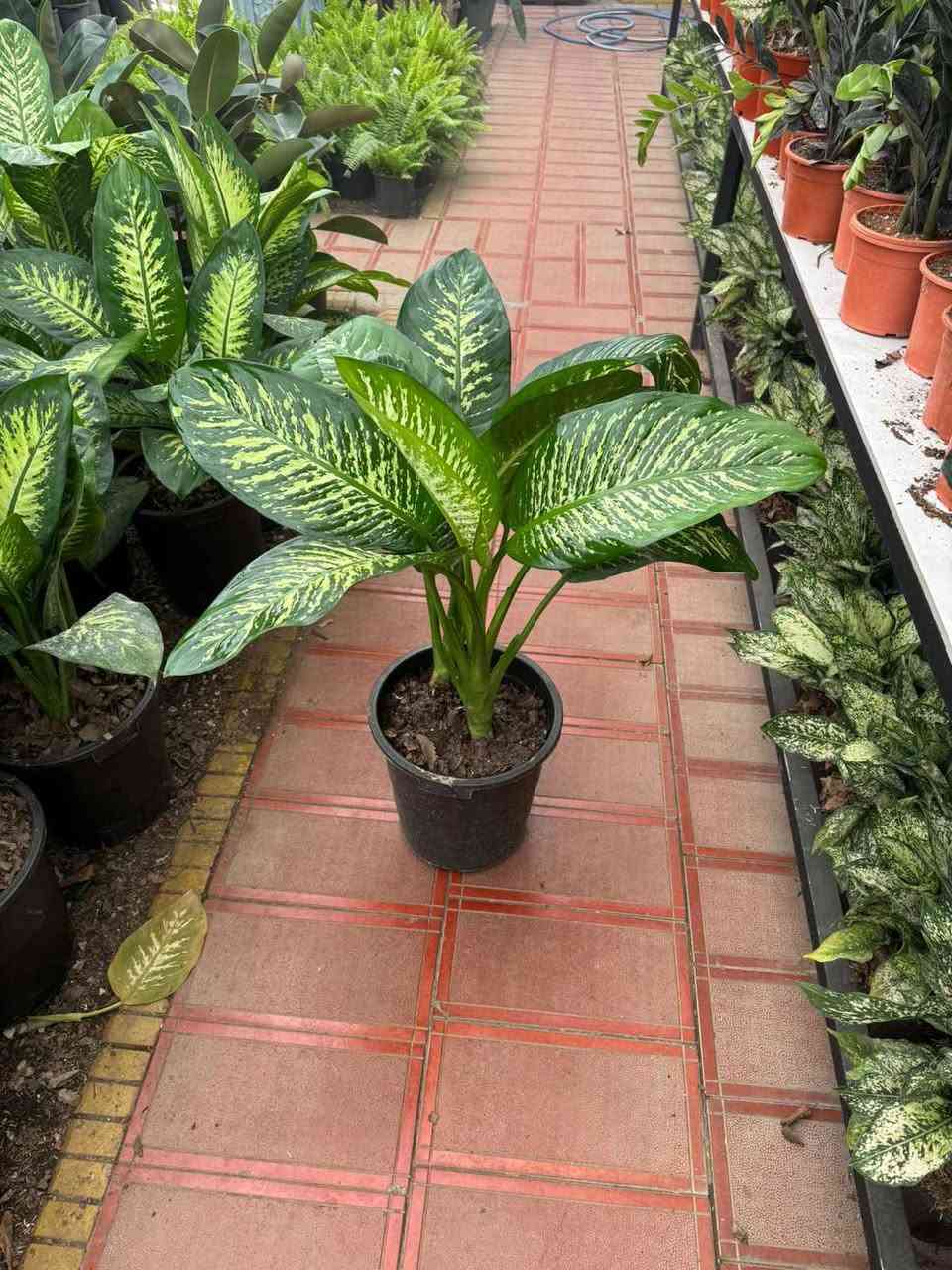 🌿 نباتات ظل صحية
🪴 أسعار مناسبة
🚚 توصيل داخل (بغداد ٥٠٠٠ )
📩 راسلينا خاص بغداد, العراق


**إذا كنت صاحب هذا الإعلان وتريد حذفه لأي سبب، رجاءا أرسل رسالة إلى الدعم الفني**