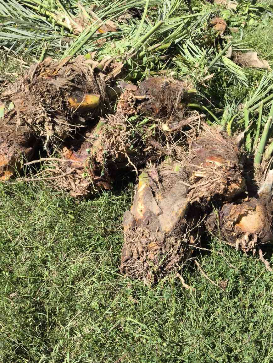 يتوفر لدينا فسائل اسطه عمران 
من مصدر موثوق واتحمل المسؤولية
 على النوعية .
مكتب الزيتون الزراعي بإدارة
 المهندس جمال السامرائي
للاتصال على الأرقام او المراسلة واتس اب 
0782-777-7624 
0771-443-8480
