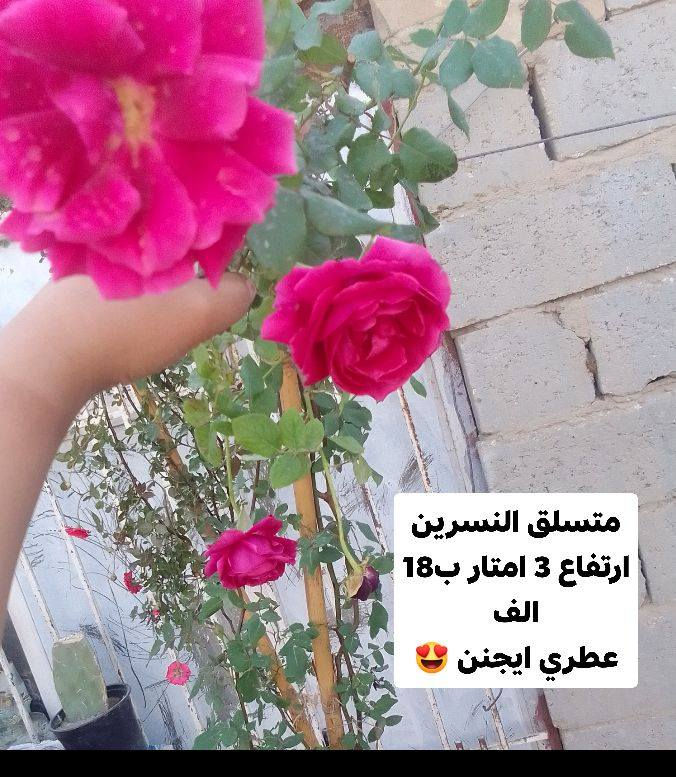 توفرت وجبه ماشالله توصيل داخل مركز ديوانيه


**إذا كنت صاحب هذا الإعلان وتريد حذفه لأي سبب، رجاءا أرسل رسالة إلى الدعم الفني**