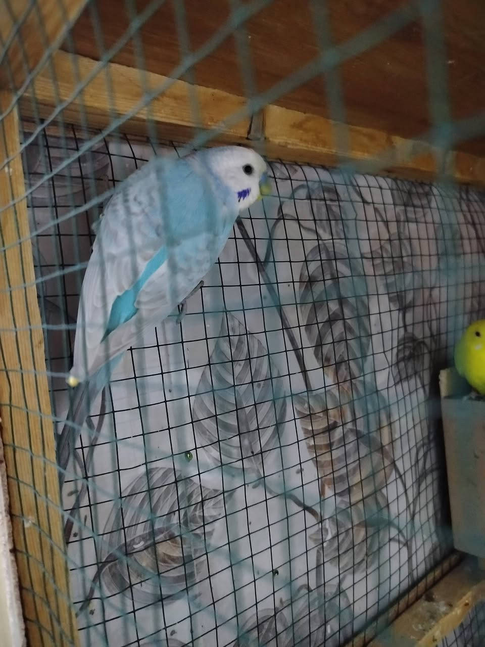 للبيع
طير حب بصحه جيده جدا 
3 زواج  وتك   همه القفص 
سعر 45 وبيهم مجال 
بيهم هولندي ابو لعين لحمره. والعادي 

*********** واتساب
*********** اتصال
