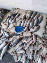 سمك بحيرات وسط ب٤ كاريبي عدل ب٥ وسط ب٢ونص ٠٧٨٢٢٩١٧٨٧٩