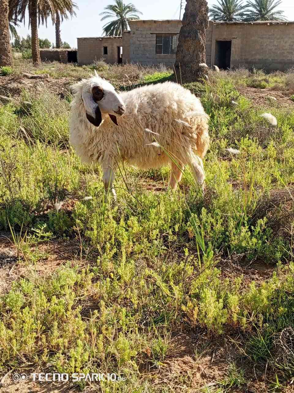السلام عليكم اخوان متاح فطيمه الي يردهة يعلق او يتصل ***********
