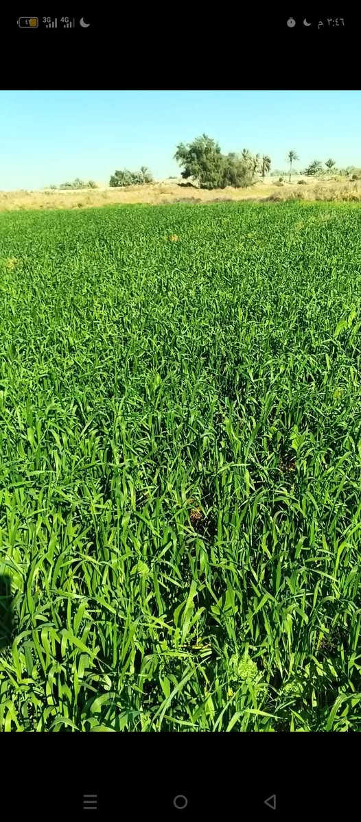 السلام عليكم دغل للبيع مساحه الارض 41دونم الاستفسار ***********
