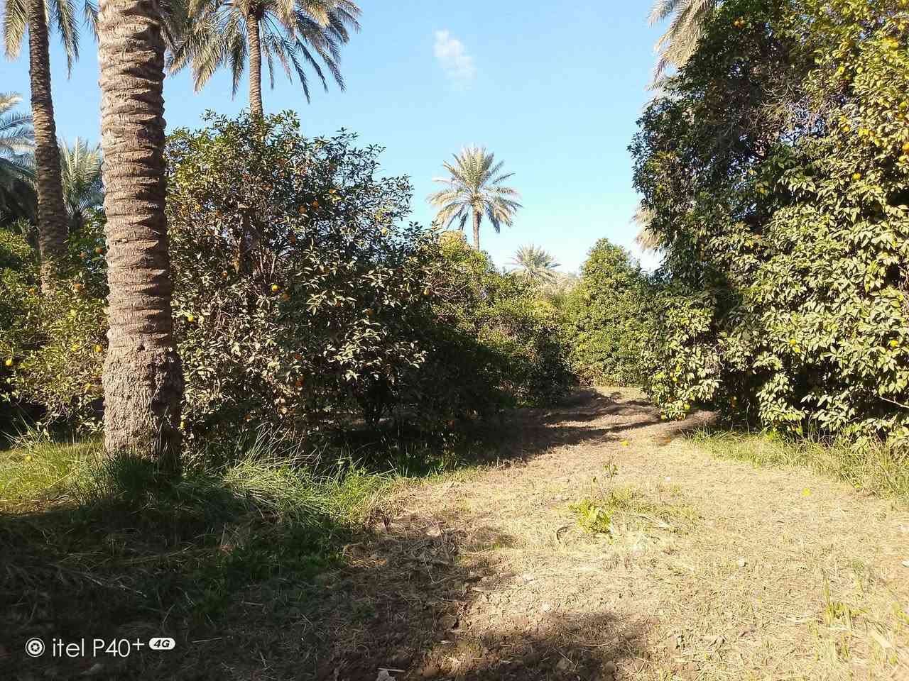 بستان 5دوانم طابو زراعي شاطيه للتواصل ***********
