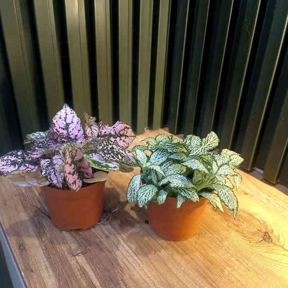 تم تكرار النباتات لكثرة الطلب
مع توفر قسم من النباتات
الظلية وباسعار مناسبة

الاسعار واسماء النباتات مذكورة تحت الصور 

مكاني حي السكر قرب جامع الرحمة 
للطلب والاستفسار مراسلة الصفحة 
او الاتصال على رقم الواتس اب 
***********

يوجد توصيل داخل الموصل والمحافظات
