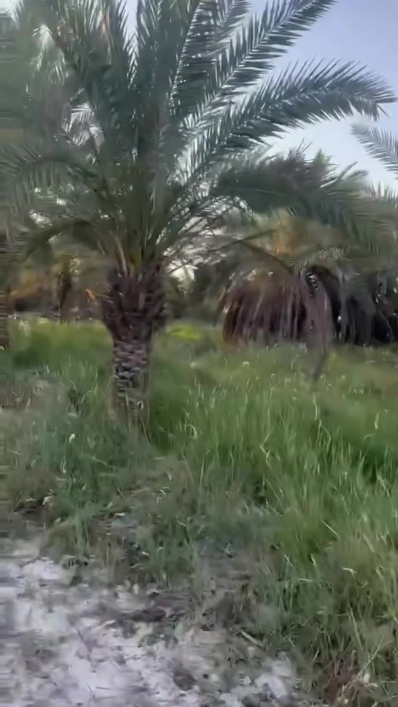 سلام عليكم يوجد بستان دونم بلزديناويه خلف جسر مباشر عله ايدك اليسره تبليط منطقه صبحه سعر بلاش 40وبي مجال ***********
