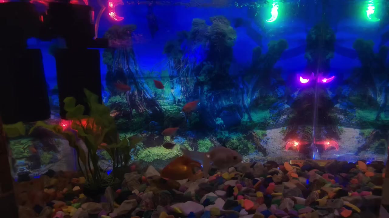 سلام عليكم
عدي حوض سمج للبيع قياس الوصط
بيه ١٦ سمجه
٢ كبار
٤ وصط
١٠ سغار
السعر ٧٥ الف
***********
بغداد الكرغوليه
