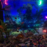 عدي حوض سمج للبيع قياس الوصط بيه ١٦ سمجه ٢ كبار ٤ وصط ١٠ سغار السعر ٧٥...