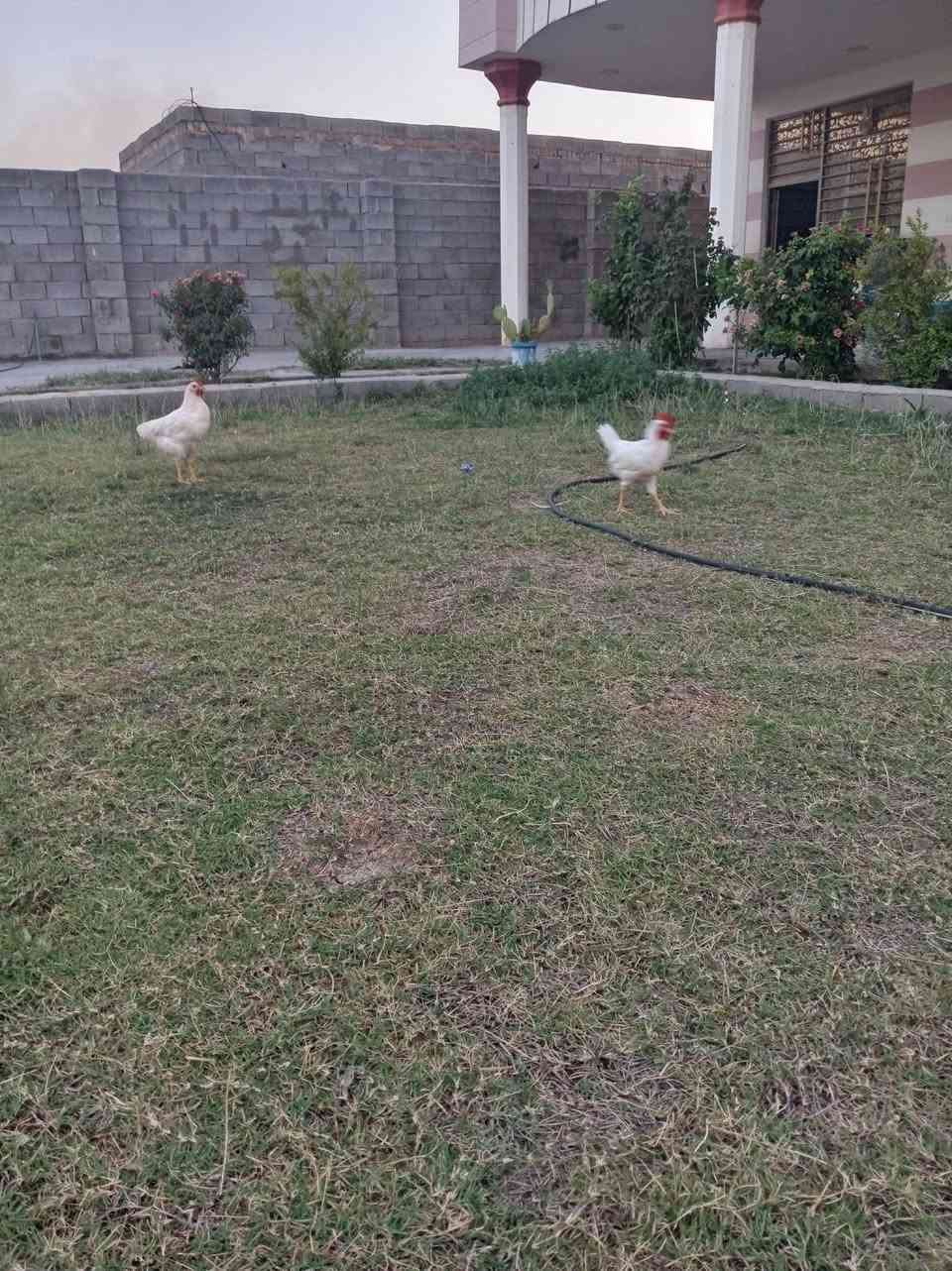 سلام عليكم  عندي دجاجات مصلحه 4 للبيع السعر 25وبيهن مجال.... @إشارة


**إذا كنت صاحب هذا الإعلان وتريد حذفه لأي سبب، رجاءا أرسل رسالة إلى الدعم الفني**