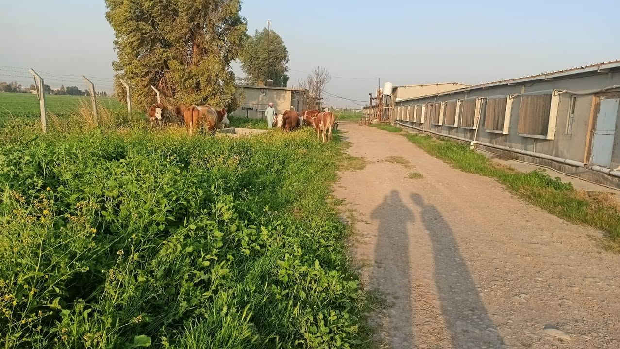 #حقل دواجن للبيع متكامل بدون نقص أو مراوس  🐔🐔🐔🐔
#حلمك يتحقق  معنى  👇👇🐓🐓🐓🐓🐥🐥🐥🐥🐥🐥مشروع حقل دواجن متكامل للبيع مساحة أرض 6 دونم فيها #قاعتين لتربية دجاج اللحم بطاقة عشرين ألف دجاجة المشروع #مسيج بسياج مادة البي ار سي فيه مولدات كهربائية  عدد 2 وابيار ارتوازية اربعه انج جاهز  مع إدارة 🏛️ و مخزن
لمن يود ان يعيش التجربة والربح الاتصال بنا على الهواتف التالية #علما بأن موقع المشروع في ليلان قرب اعدادية الزراعة

 ***********📞واتساب

للمزيد من المعلومات نرجو منكم زيارة مكتبنا🏦 

العنوان،،مكتبنا كركوك شورجة،،مقابل حفتة بازار 
ملاحضة#عربي
يمكنكم إرسال الاراضي والأملاك للأعلان عنه في صفحتنا بدون مقابل 

عنوان كامل للمُلك 📌
كم صورة من المُلك🏡
