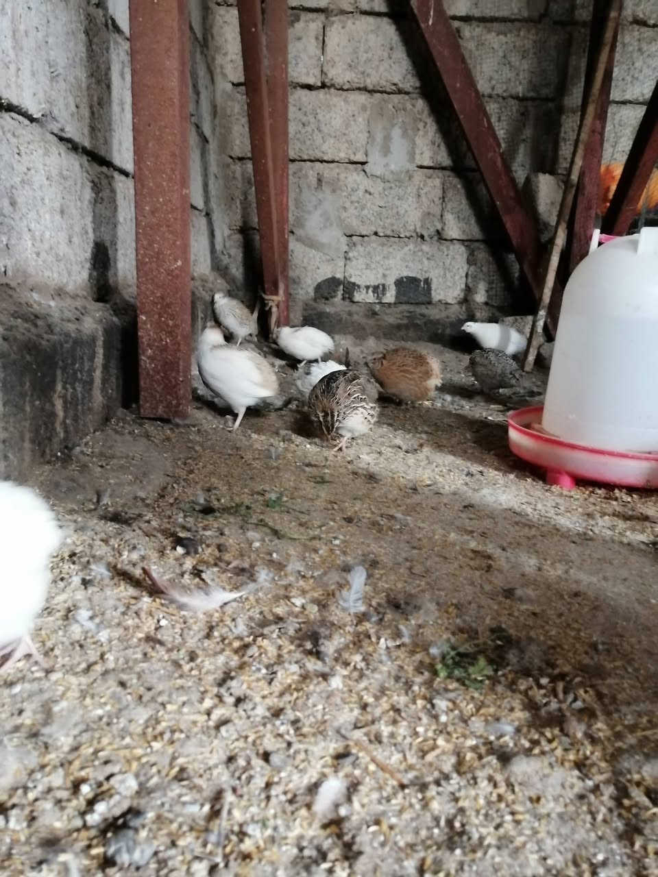 سمان بياض
المكان قرية النمرود
سعر الزوج ب5


**إذا كنت صاحب هذا الإعلان وتريد حذفه لأي سبب، رجاءا أرسل رسالة إلى الدعم الفني**