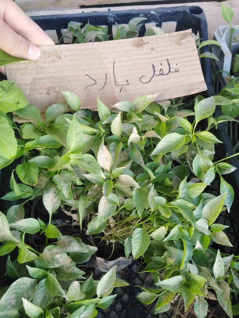 #وصول_شتل_درجة_اولى_جميع_الانواع
#جملة_مفرد_بأنسب_الأسعار
(باذنجان _ فلفل حار _ فلفل بارد _ فلفل خشن _ طماطة) 
للاستفسار الاتصال على الرقم ***********
#العنوان_الموصل_القيارة_سوق_الجدعة_الشارع_العام
