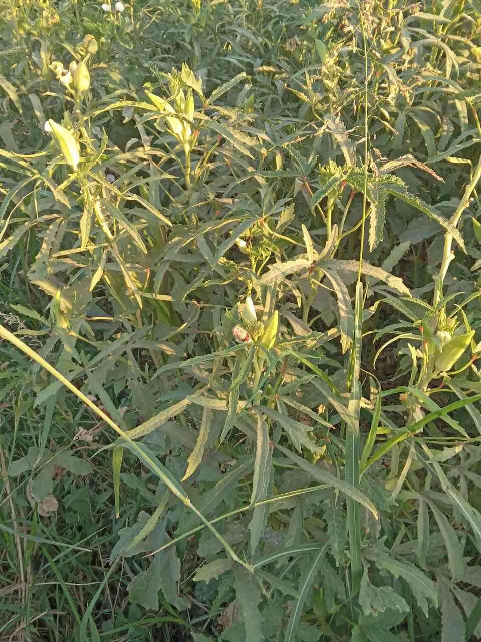 السلام عليكم بذور بانيه درجة اولى متعهده شرط متعهده للحوي وذني نفسهن  البصوره سعر الكيلو 30الف وبي مجال قليل  من زرعنه يعني مال فلاح شرط متعهدهه
مكان بابل‏

***********
