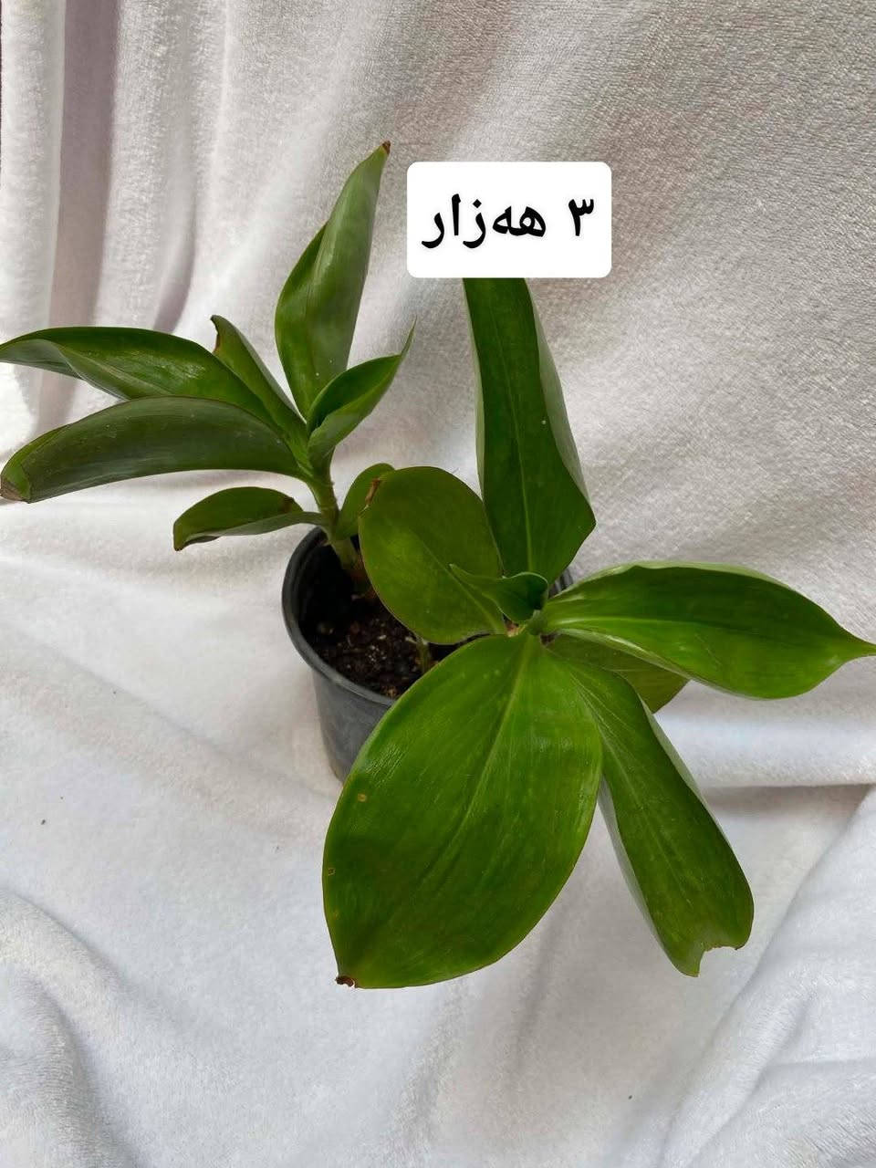 بۆ فرۆشتن سلێمانی گەیاندن هەیە بۆناو شار


**إذا كنت صاحب هذا الإعلان وتريد حذفه لأي سبب، رجاءا أرسل رسالة إلى الدعم الفني**