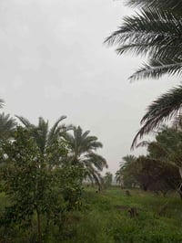 🌴 فرصة استثمارية نادرة – بستان شاطئي مميز للبيع 🌴  📍 الموقع: بغداد – ا...