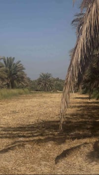بستان • طابو زراعي • قرب معمل ببسي