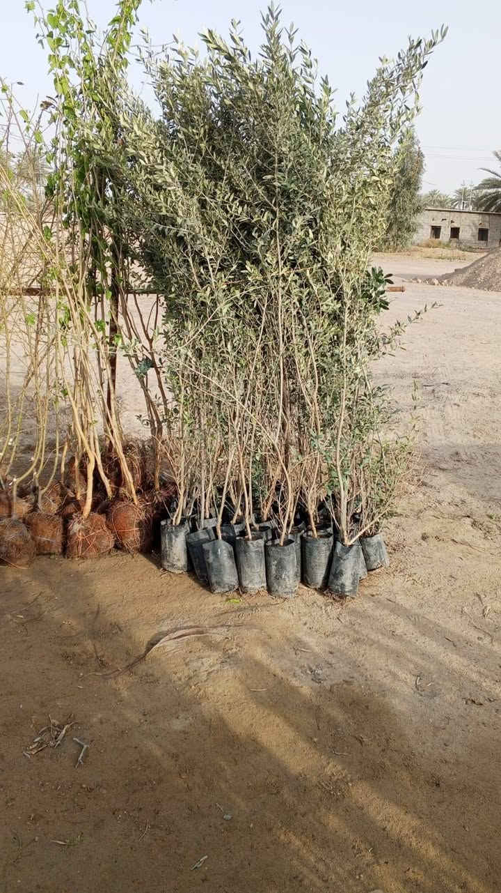 السلام عليكم ورحمة الله وبركاته
مكلف بالنشر
مشتل الزوية يعود من جديد مع بداية الموسم
الزوية قرب مفرق المدينة السياحية
*********** واتساب
***********
