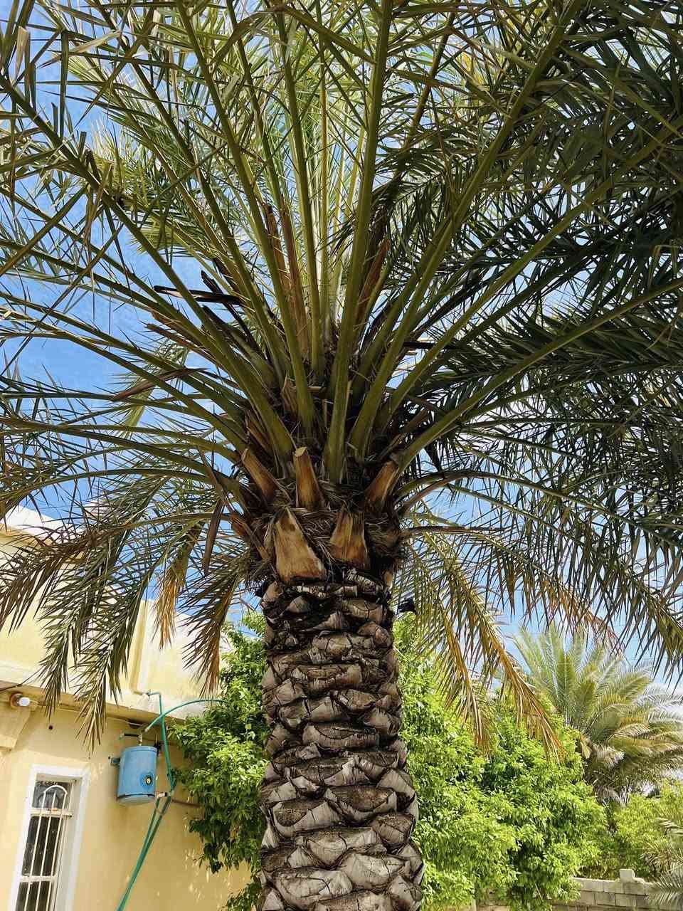 السلام عليكم ورحمة الله وبركاته 
مستمر ان شاء الله بتكريب النخيل اي شخص عندو نخلة تريد تكريب او تنضيف او اي شي بس يتصل 
والي عندو نخلة بيها فسائل يريدن قلع يتصل ويدلل 
للأتصال ***********
