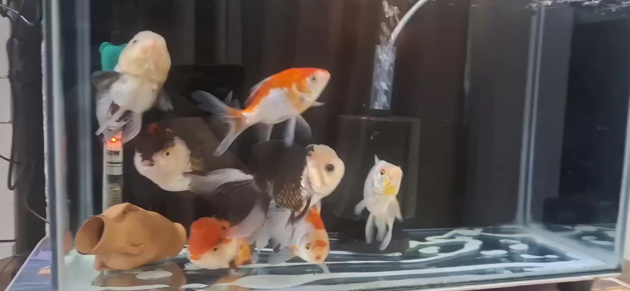 احواض اسماك للبيع تريده جاهز وكامل
تريده مفرد سلام عليكم حوض اسماك للبيع سوبر الكترك قياس٥١  نضام سامب خلفي ويه ثنين اورندا تايلندي اصليات تو كلر شورت بدي  نثيه وفحل وياهن ٣ كولفش الحوض جاهز حجر اناره هيتر بور هيد فلتر اسفنجي عنواني بغداد الشعب ***********
