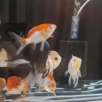 احواض اسماك للبيع تريده جاهز وكامل تريده مفرد سلام عليكم حوض اسماك للب...