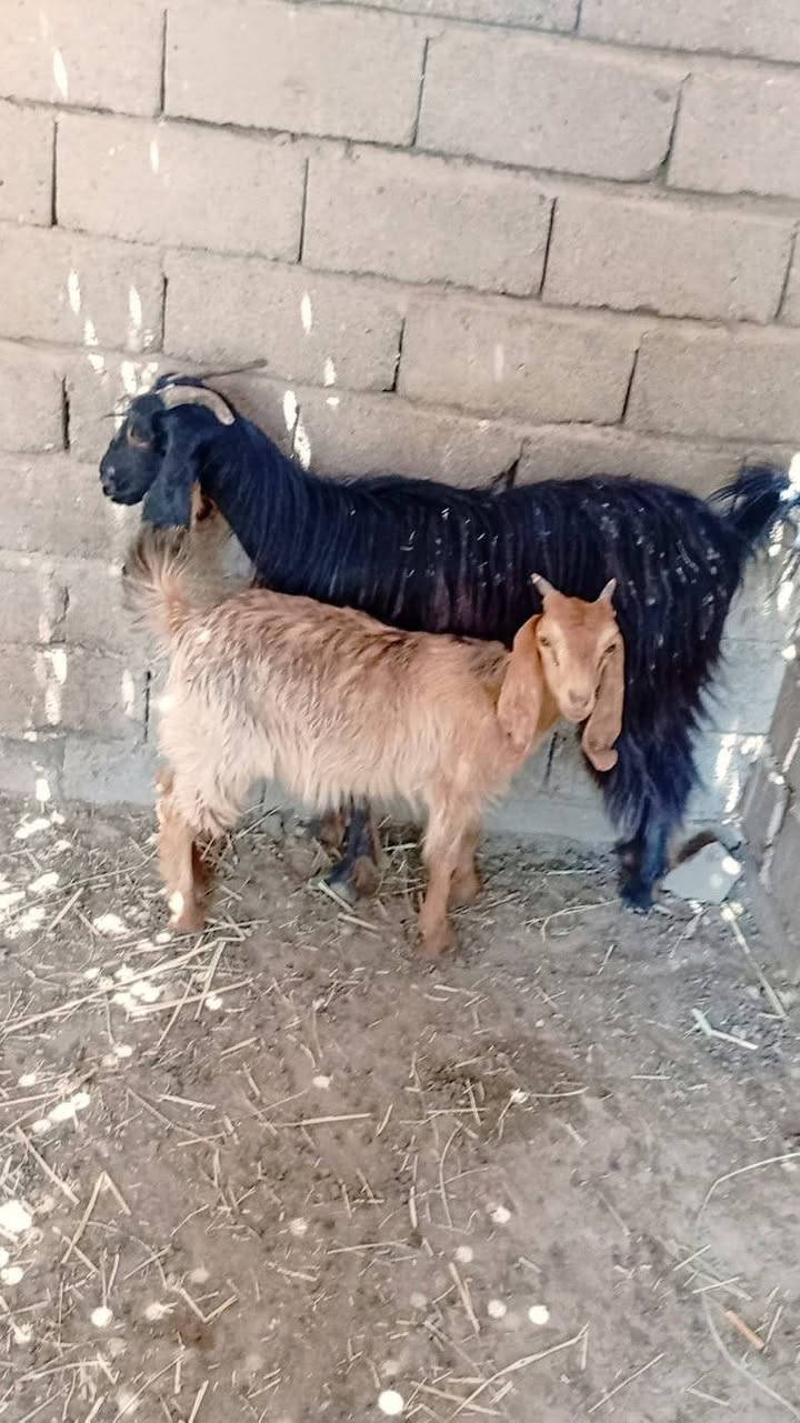 سعرهن👈 ب450 👉هنه وفروخهن ♥️
مطافيل اول بطن جواهن نثايه ((وحده ترهيم )) مكان الشطره ***********
