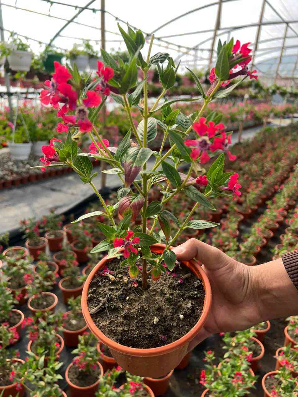 نستعرض لكم صور النباتات المُزهِرة المتوفرة حاليًا في مزرعتنا.
للاستفسار أو للحصول على معلومات إضافية حول الأصناف والكميات، يرجى التواصل معنا عبر الرسائل.
نرحب بجميع استفساراتكم ونسعد بتواصلكم معنا.
***********
