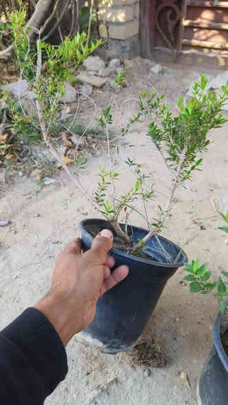 السلام عليكم يوجد شتلات ورد وأشجار توصيل من ورد جوري شجيرات المينه و ورد الجمال القطمر ورد الاستره و دمع ة الطفل و إلياس  وأشجار اكاسيا المصريه  اللاستفسار اتصل على الرقم ***********
