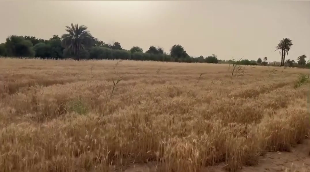 السلام عليكم ارض ثلاثه دوانم بلحاوي ركن ع شارع 22 متر وجدامها جسر الواجهه 70 والنزال 150 

***********
