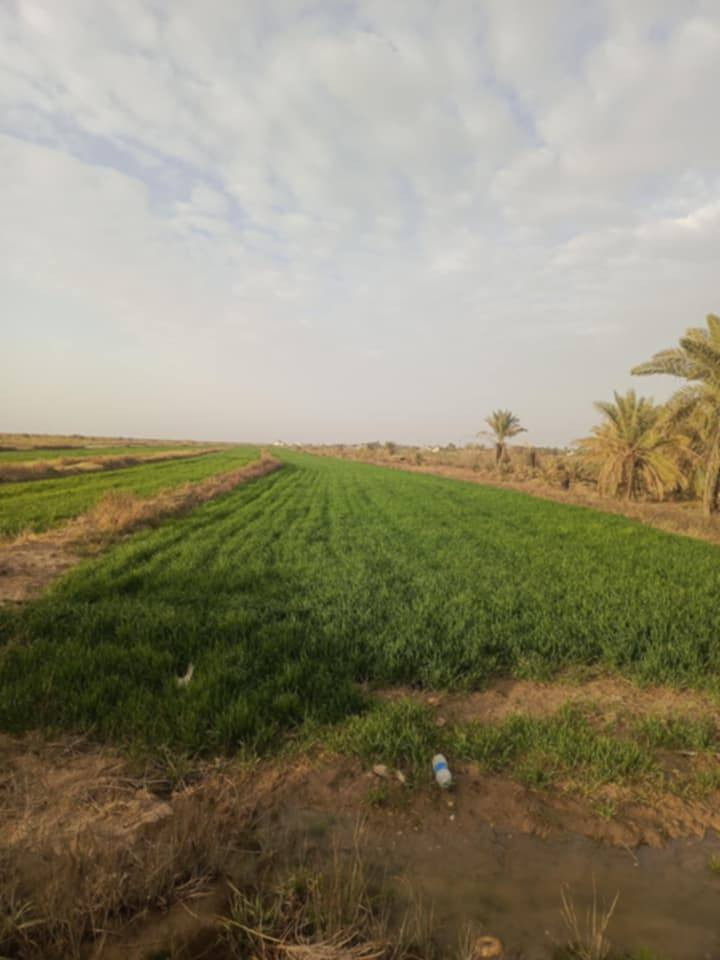 للبيع 4 دونم زراعي أسهم منطقة گدر مناحي على شط العطشان تبعد 4 كم عن مقام الامام المهدي  *********** الاتصال على الرقم
