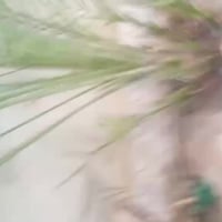 بيت للايجار • ٢٢٠م • الاسكان الصناعي