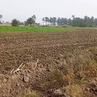 بغداد الراشدية ثلاث3 دوانم  السعر الدونم واحد سعرها75بية مجال  واجها50...