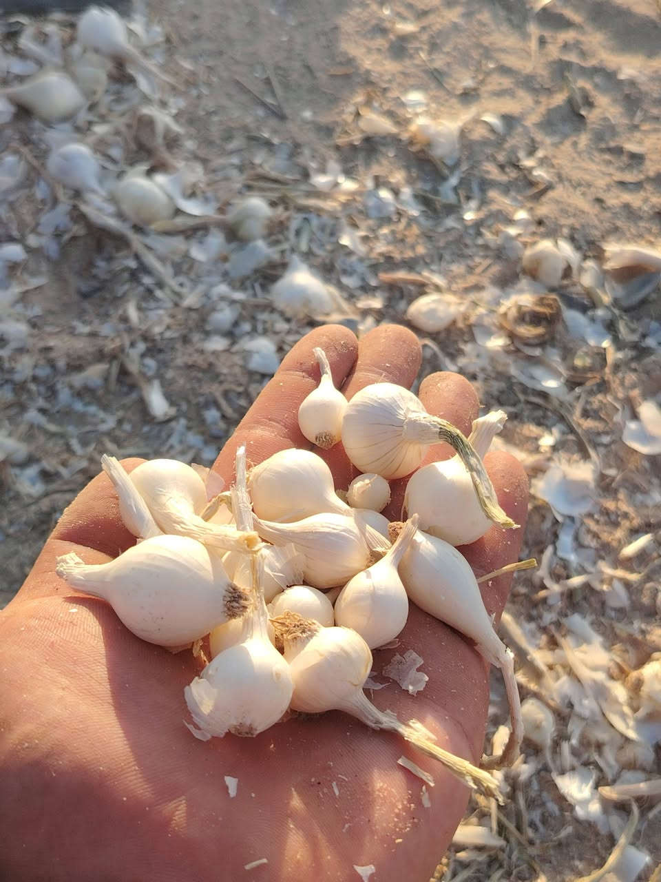 سلام عليكم بصل حار ناعم شوفت عينك او كوه عندي بصل بعد انعم من هذا بصل كريط المكان طريق كربلاء نجف عمواد 876 السعر على تصل *********** __***********0
