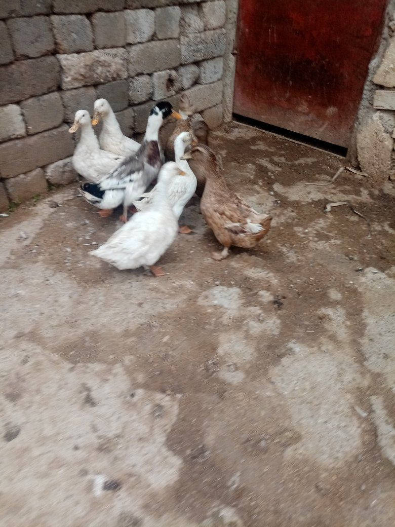 للبيع بط عراقي نضياف خشنات بيض شراط عداد ٨ أشراي يتصل على راقم ***********
