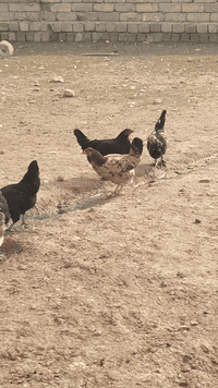 ٨ دجاج • ٥ ديوكه • موصل