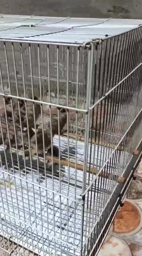 هسه وصلت الوجبه اليريد خلي يجي ياخذ بلابل صغار ربع ذيل ونص سعر التك 20 الزوج 35 قفل بلابل خشنات وحلوات شرط ابيعلك ضمان الصحه العدد قليل بل عافيه على الياخذمن هذني اخوان رجاء اخوي لاتعاملني اسعار قفل  العنوان بغداد الامين الثانيه  وبل عافيه على الياخذذ من عدهن  للستفسار راسلني واتساب وبخدمتك *********** فقط واتساب يشتغل الخط مغلق
