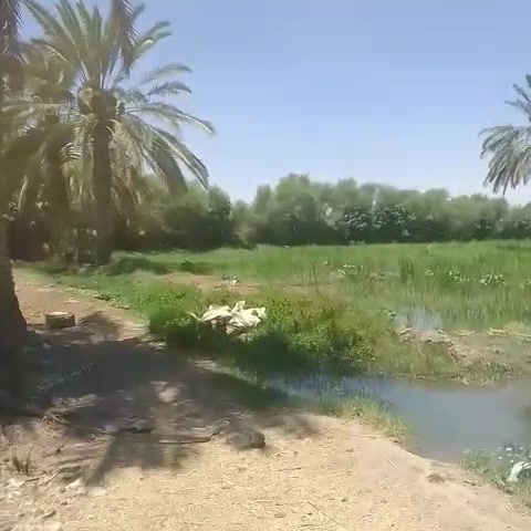 التفاصيل26 دونم سند 25 زراعي الزبيديه وجه شط وشارع ٥٠ /٢٥ دونم /سند ٢٥ تحويل ثاني يوم السعر 30مليون الدونم  وبيه مجال قليل وبيه بيت ٢٠٠ متر وماطور كهرباء ٣٠ حصان مجاز للاستفسار على رقم ***********

