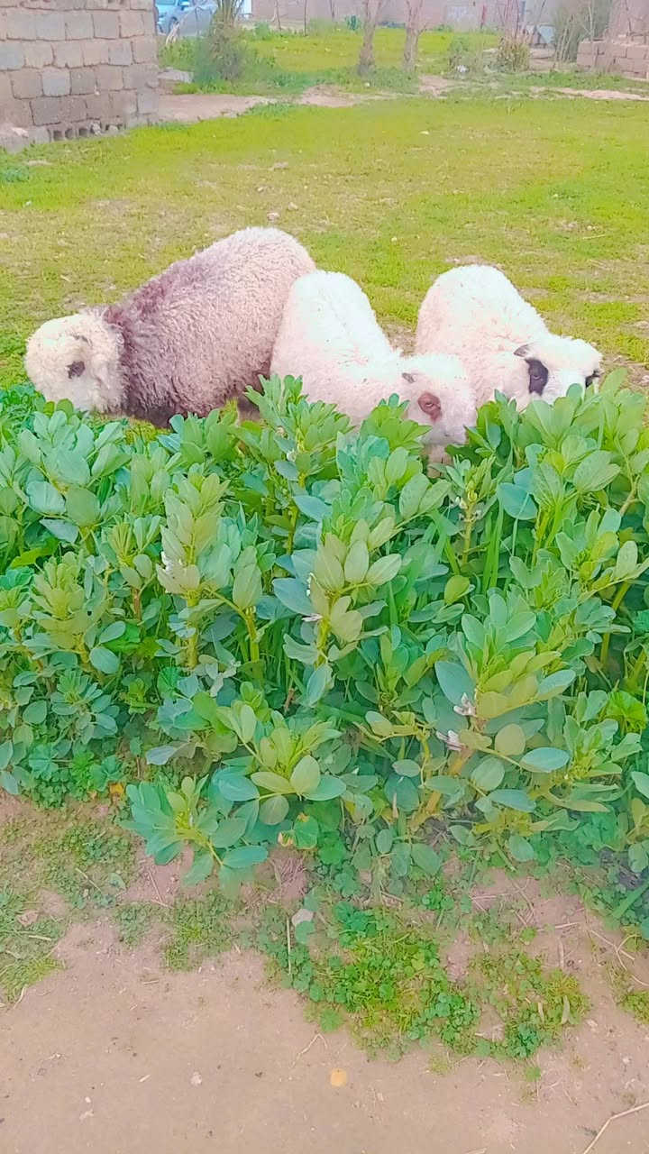 تبارك الرحمن صلي على محمد اخوان طليان العدد3فول خشنات ونشطات ناصحات شرط النصاحه ثلاتثهن فحله متوجهات وين شرايهن بس تربط وحسن من الصور شوف العين مكانهن الزاب الشراي يتصل ويدلل ***********
