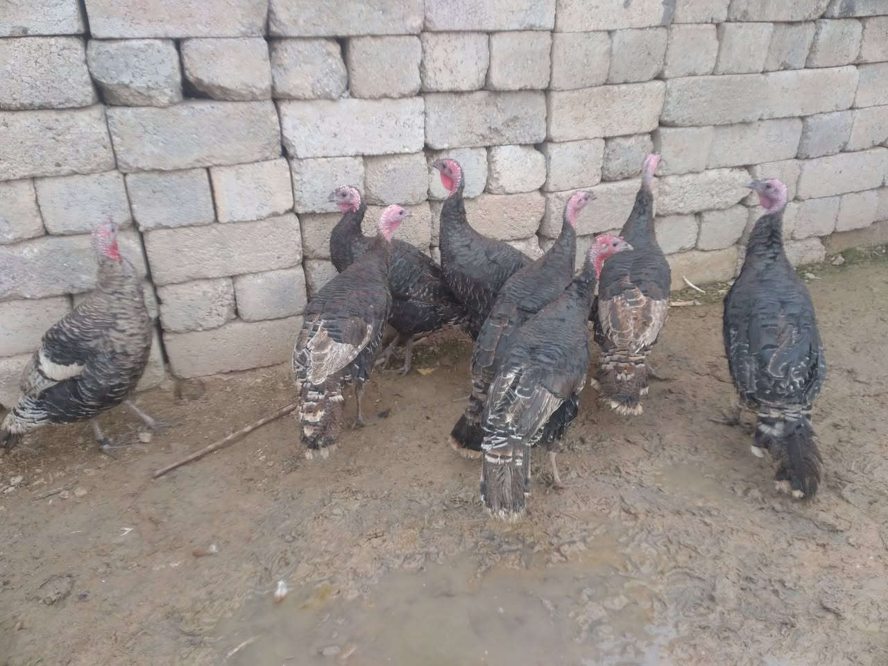 للبيع علو عدد 8 نصحات فول صحه خشن ع مبياض فكات مكان موصل جانب ايمن شراي يتصل ع رقم او ***********
***********
