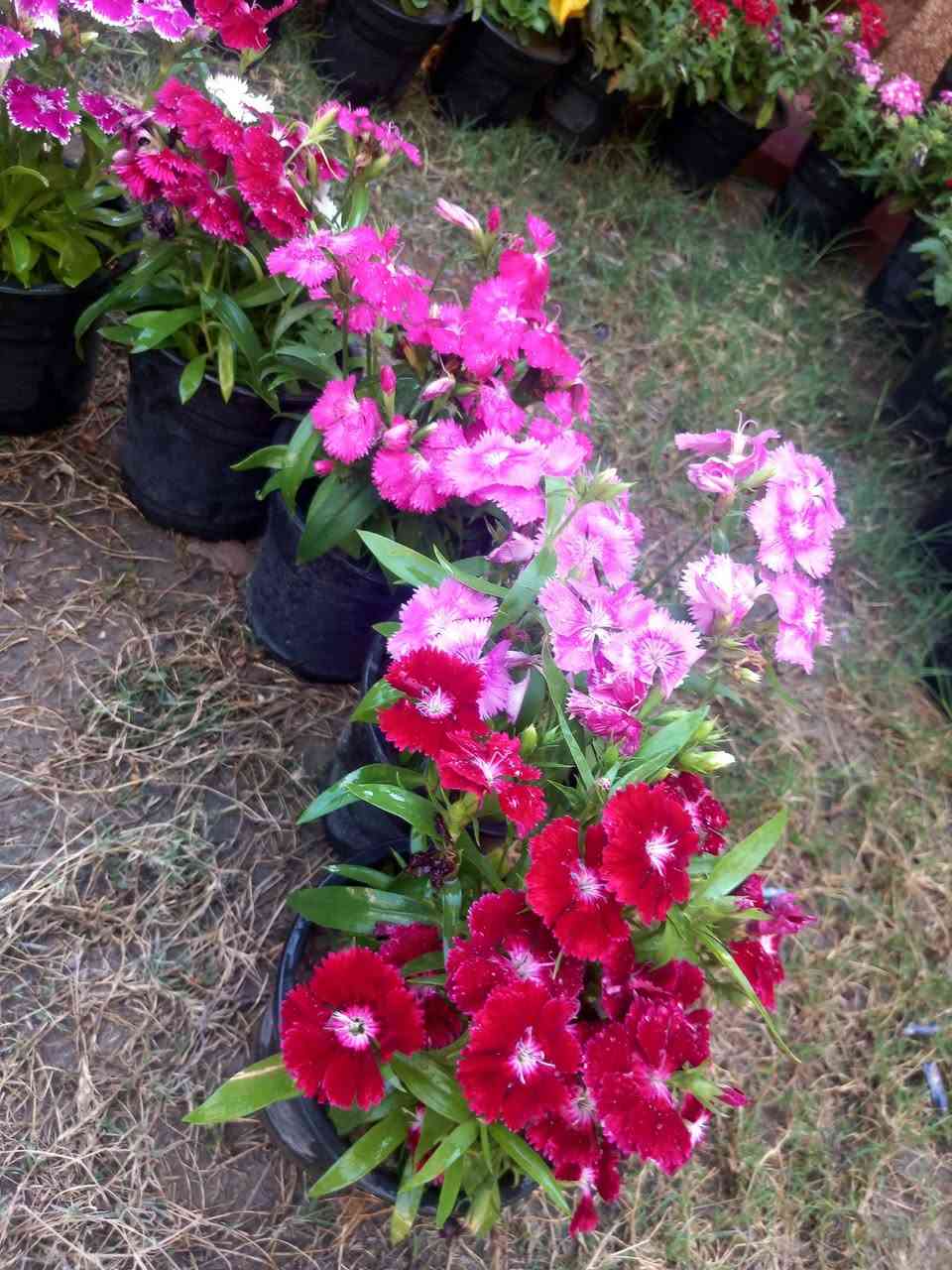 اللهم صل على محمد وآل محمد 
توفر ورد القرنفل الجميل ٤ سنادين ب ٥ ألف توصيل مجاني


**إذا كنت صاحب هذا الإعلان وتريد حذفه لأي سبب، رجاءا أرسل رسالة إلى الدعم الفني**