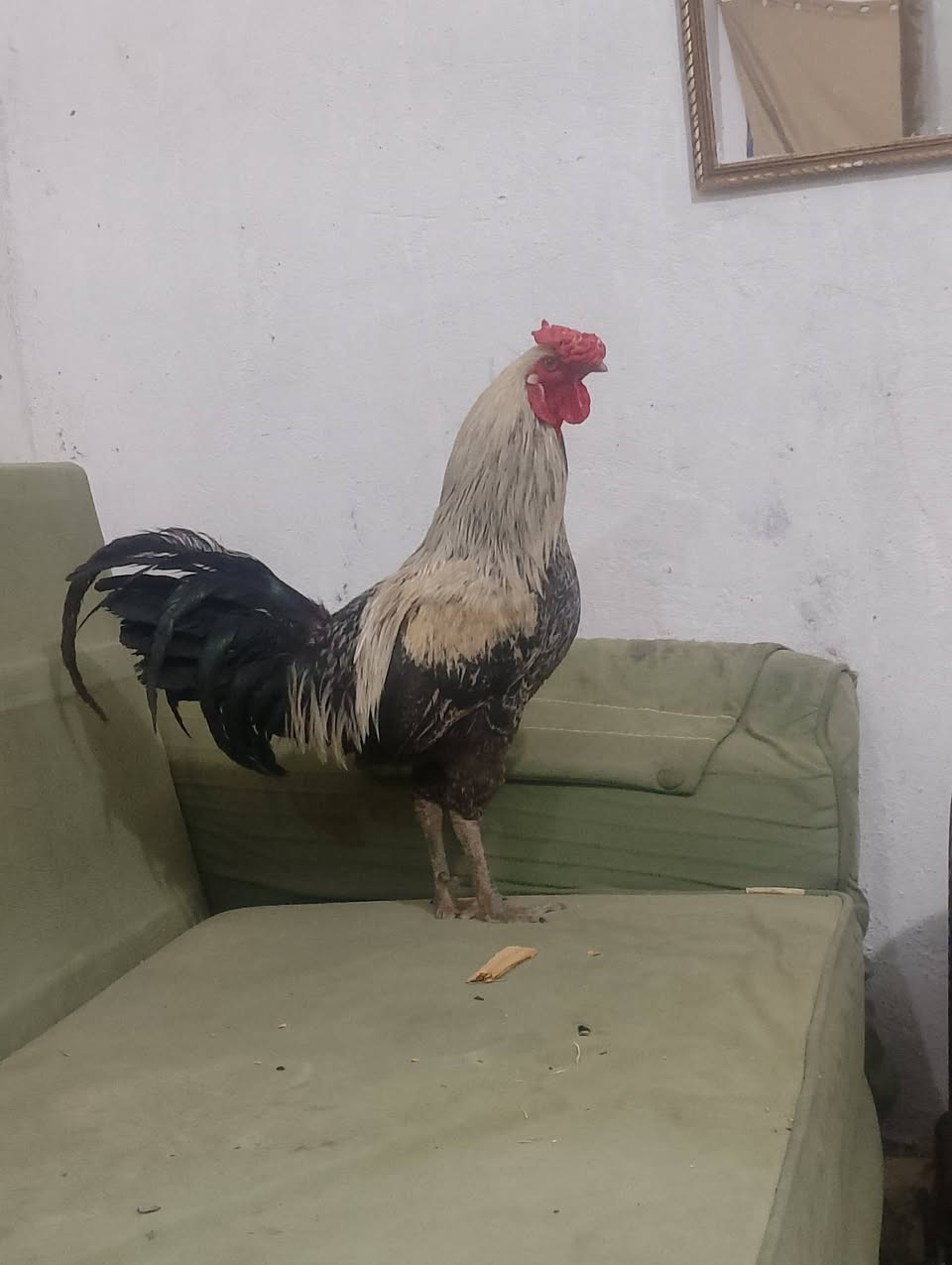 ديج للبيع السعر 35وبي مجال***********

