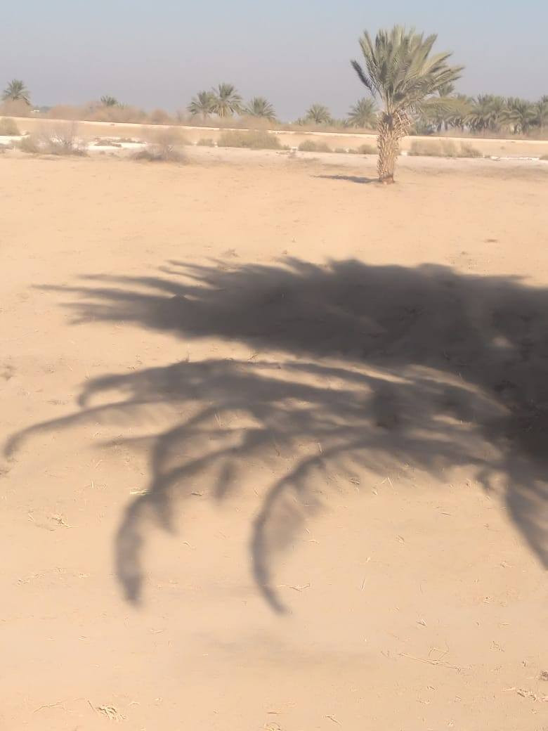 اللهم صلي على محمد وآل محمد 
السلام عليكم قطعة أرض للبيع  زراعيه طابو زراعي سند ٢٥ 
المساحه (٣ دونم و٣٠٠ متر ) تحتوي على نهر ماء للسقي محاذي للقطعه تقع خلف منطقة العوفي تبعد عن شارع سده محاويل حوالي ٧٥٠ متر للإستفسار اكثر لاتصال ***********
