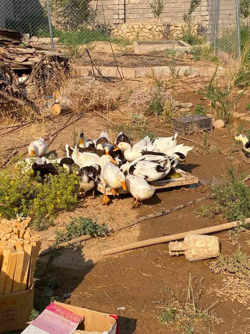 بط عادي للبيع
بطات حيل نضاف ومرتبات وسمان مالات بيت شرط
للتواصل  البيع شلع
***********
