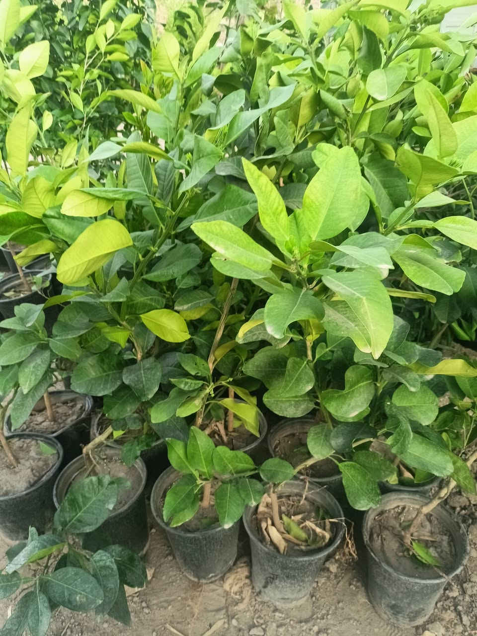 مشتل رسول الزراعي الإنتاج كافة انواع الاشجار الزينه والمثمره 
العنوان بابل مشروع المسيب شارع ابو لجاسم نهايته قرب التفصيخ للسيارات القديمه مشتل رسول الزراعي 
اسعار مناسبه جدا 
الاستفسار الاتصال بناء ***********
