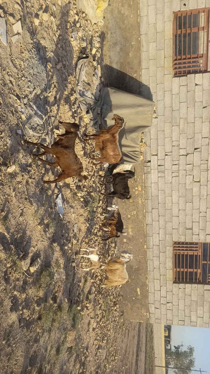 سلام عليكم. صخول مطافيل البيع مال جني  مكان بغداد النهروان شراي يخابر هذا رقمي ‏‪***********‬‏

