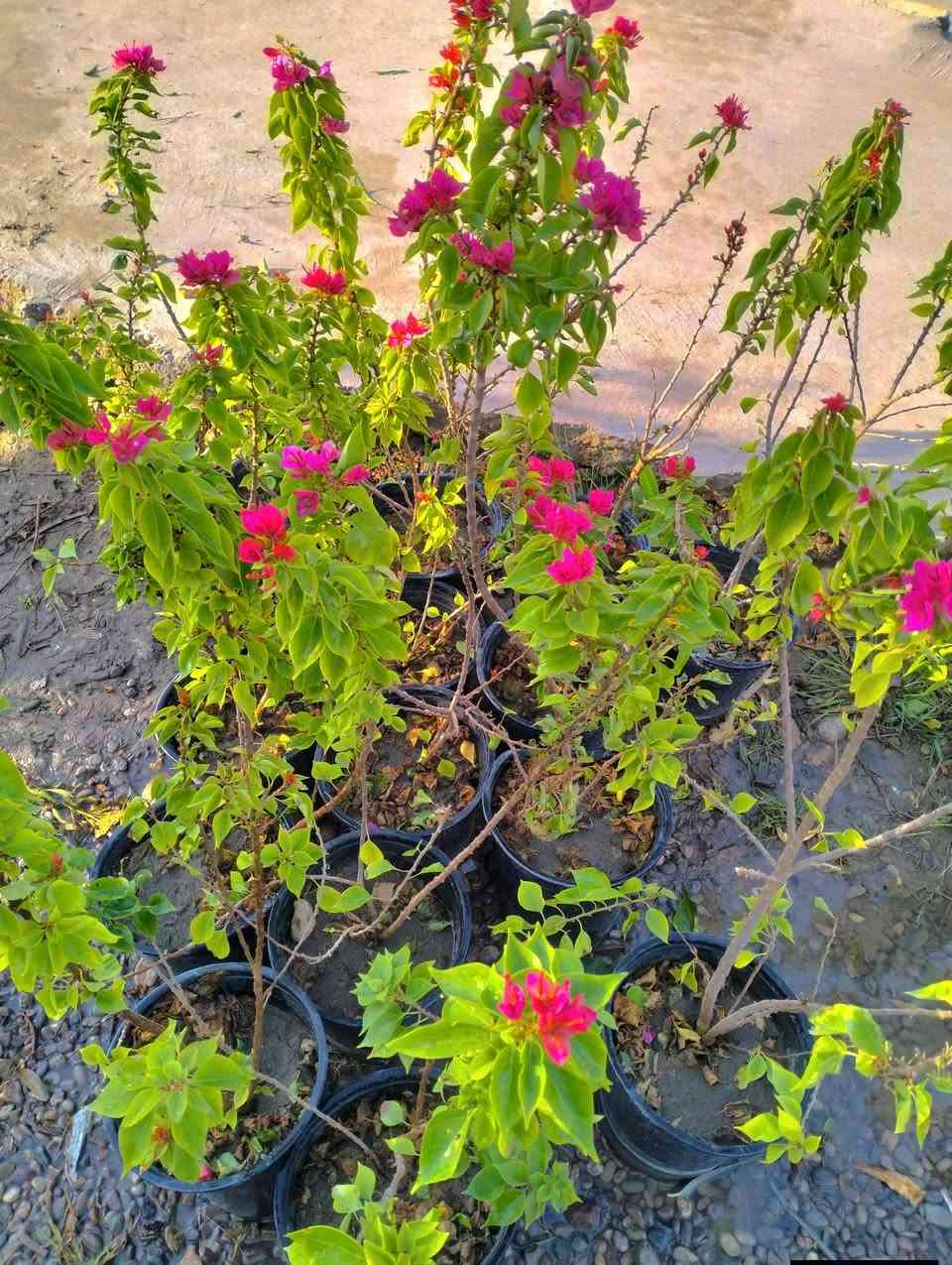 وصلت وجبه جديد من النباتات 
لطلب والاستفسار مراسلة الصفحه يوجد خدمة توصيل


**إذا كنت صاحب هذا الإعلان وتريد حذفه لأي سبب، رجاءا أرسل رسالة إلى الدعم الفني**