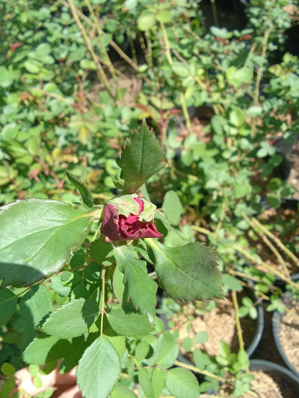 جوري سلطاني حجم كبير ب٦
التوصيل داخل بغداد فقط 
للطلب***********
واتساب
