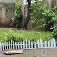 ثيل أرضي • سياج حديقة • توصيل ميسان